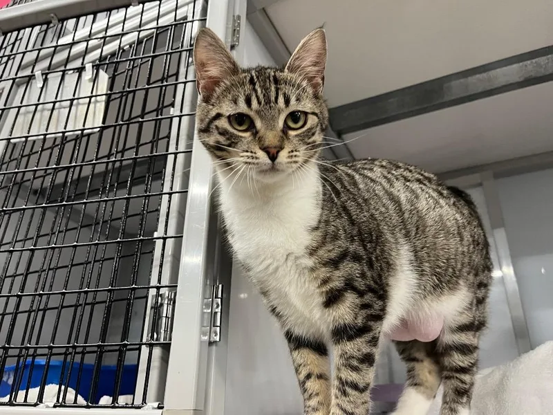 Goldeneye thumbnail 4