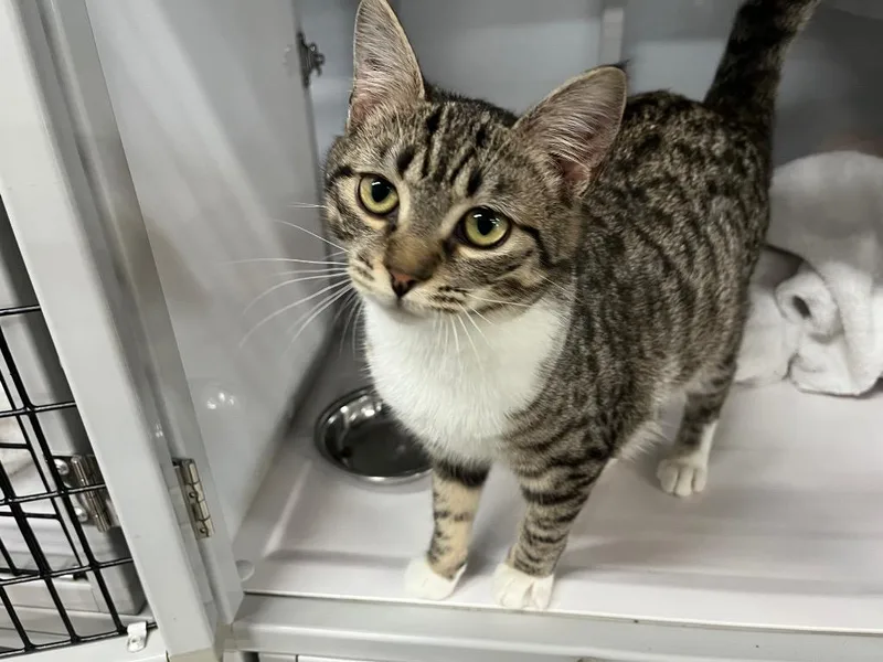 Goldeneye thumbnail 5