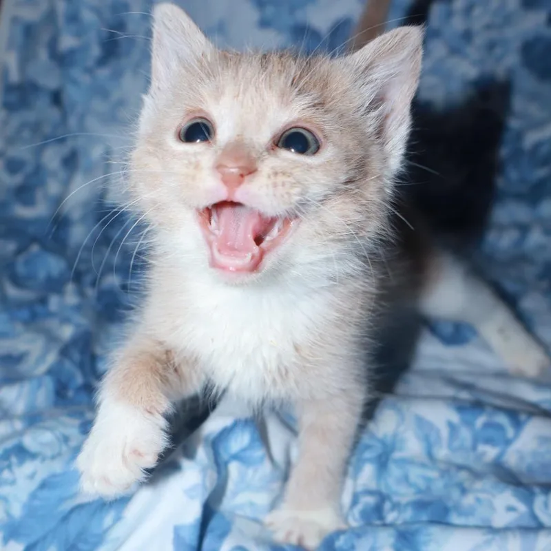 A baby small-sized female Buff / Tan / Fawn Domestic Medium Hair cat named Rice A Roni for adoption in Enfield, NH