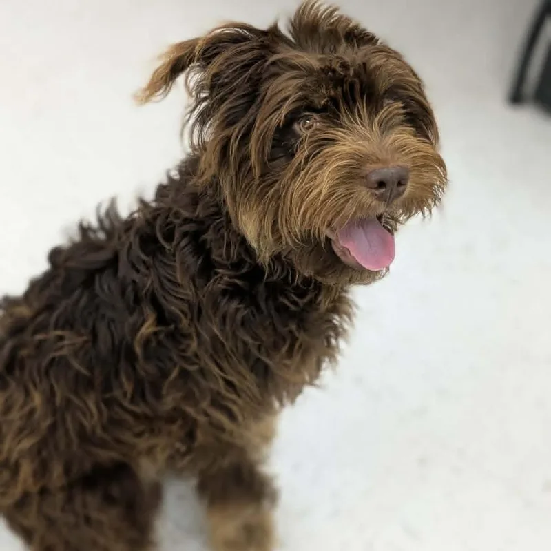 A young medium-sized male Brown / Chocolate Poodle dog named Milo for adoption in CHANUTE, KS