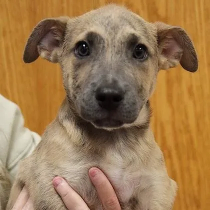 A baby medium-sized female Mixed Breed dog named Candy Corn for adoption in Rapid City, SD