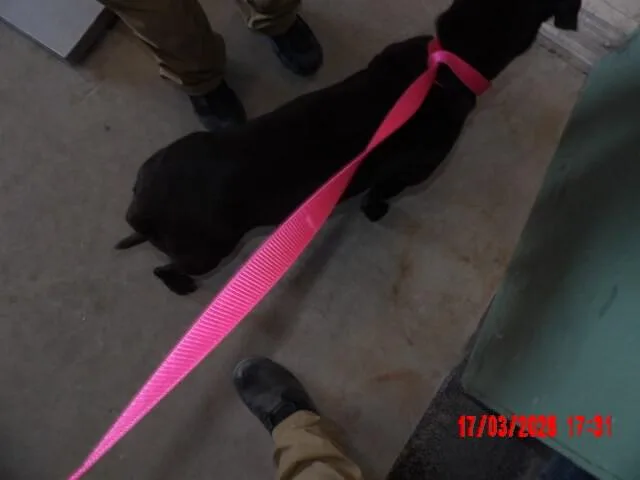 An adult medium-sized female Black Mixed Breed dog named Honey for adoption in Hobbs, NM