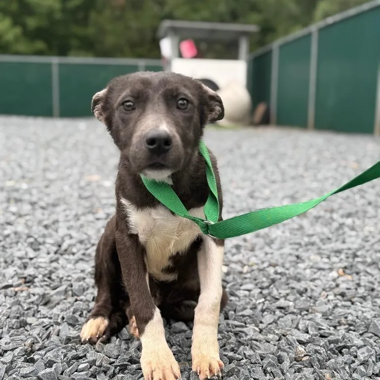 A young small-sized male Mixed Breed dog named Abel for adoption in Mount Gilead, NC