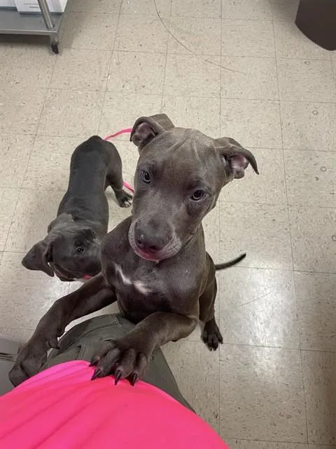 Banjo
