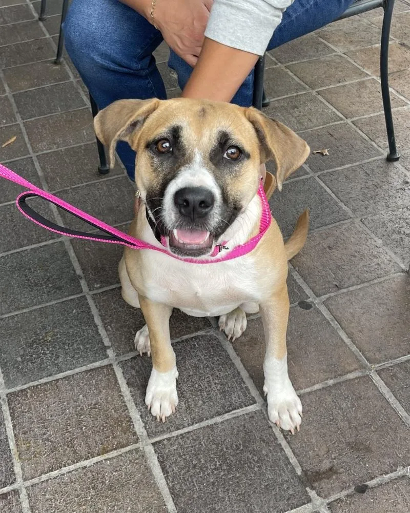 A young medium-sized female White / Cream Pit Bull Terrier dog named Lisa for adoption in Brewster , NY