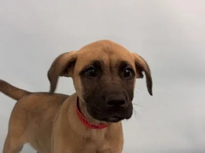 A baby large-sized female Shepherd dog named Chiffon for adoption in Golden Valley, MN