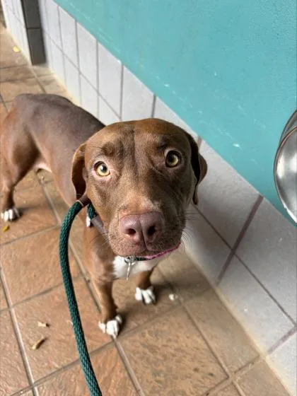 An adult medium-sized female Pit Bull Terrier dog named Victoria for adoption in Honolulu, HI
