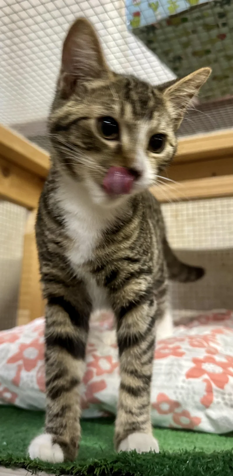 A baby medium-sized female Domestic Short Hair cat named Claudia for adoption in Centerville, GA