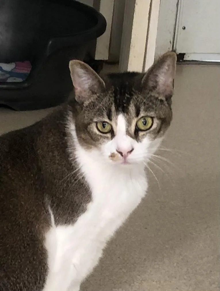 An adult medium-sized female White Tabby cat named Molly for adoption in Lompoc, CA