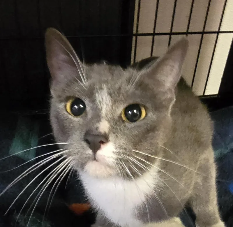 A young medium-sized female Gray & White Domestic Short Hair cat named Gracie May for adoption in Southbury, CT