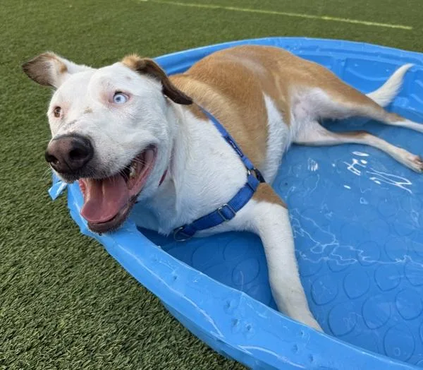 An adult large-sized female Pit Bull Terrier dog named Sadie Marie for adoption in San Diego, CA