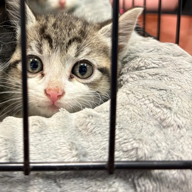 A baby small-sized female Gray / Blue / Silver Domestic Short Hair cat named Zinnia for adoption in Columbus, GA