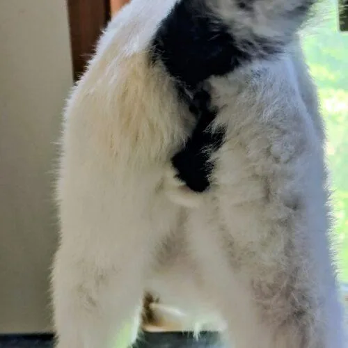 A baby medium-sized male White Domestic Short Hair cat named Benny for adoption in Newton, NC