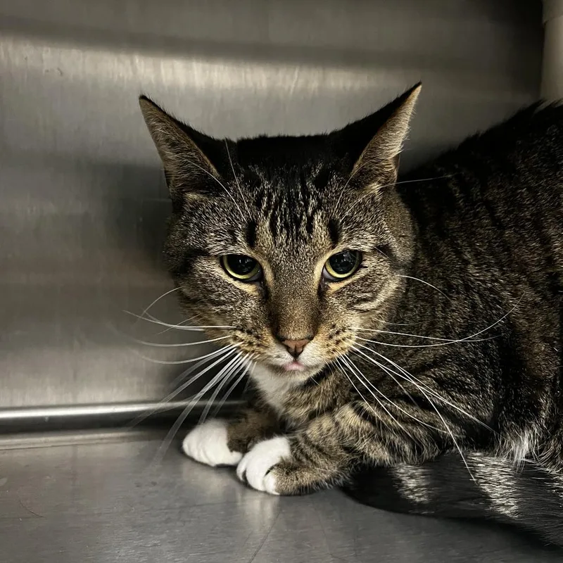 An adult medium-sized male Brown / Chocolate Domestic Short Hair cat named Walker for adoption in Fort Wayne, IN