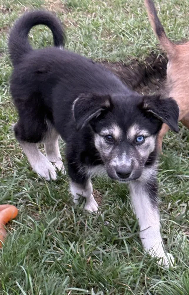 A baby medium-sized female Husky dog named Kaya for adoption in South Bend, IN
