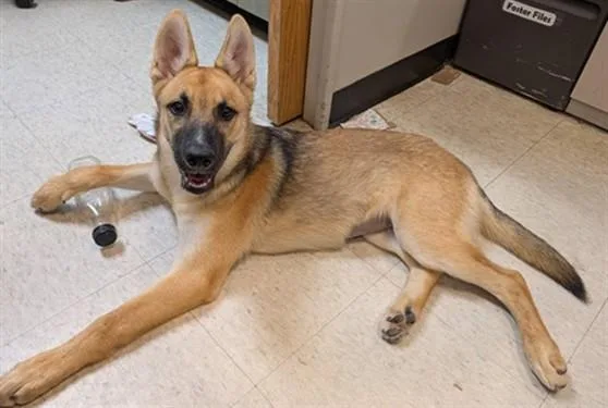 A baby large-sized female German Shepherd Dog dog named Harper A for adoption in Plano, TX