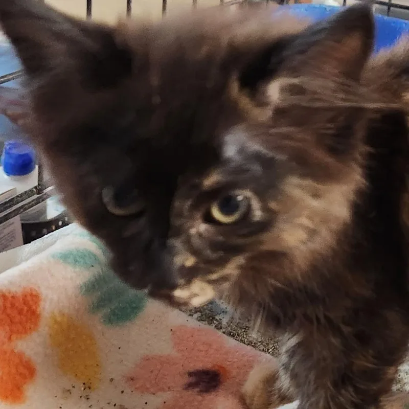 A baby small-sized female Tortoiseshell Domestic Long Hair cat named Charity K for adoption in Corsicana, TX