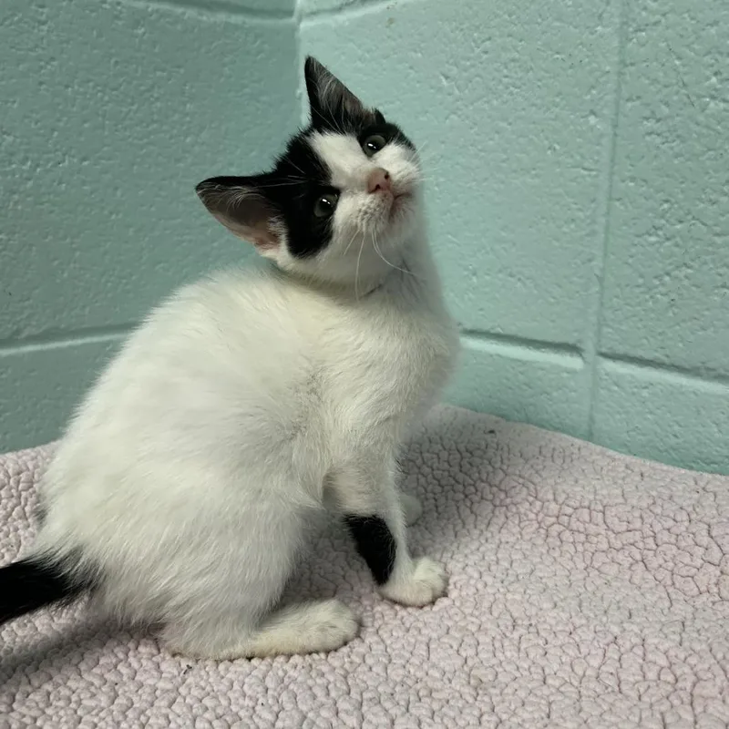 A baby small-sized female Black Domestic Short Hair cat named Gamora for adoption in Spruce Pine, NC