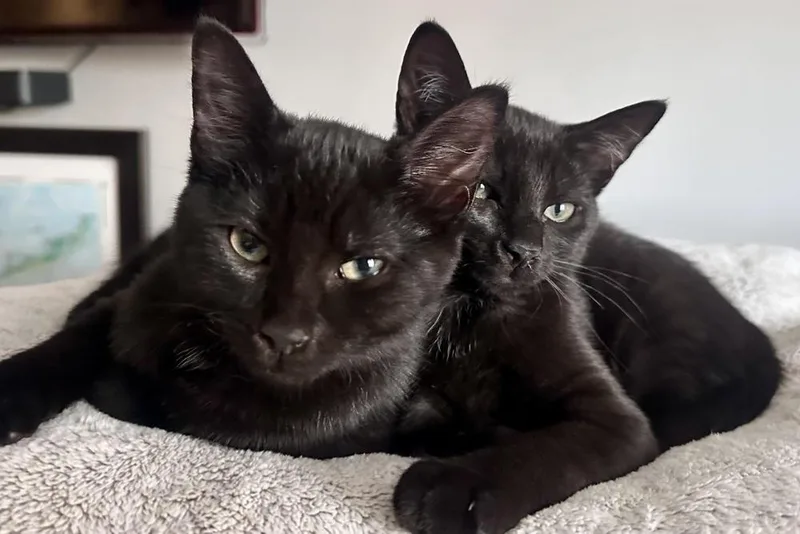 A baby medium-sized female Black Domestic Short Hair cat named Peeka & Boo for adoption in Walla Walla, WA