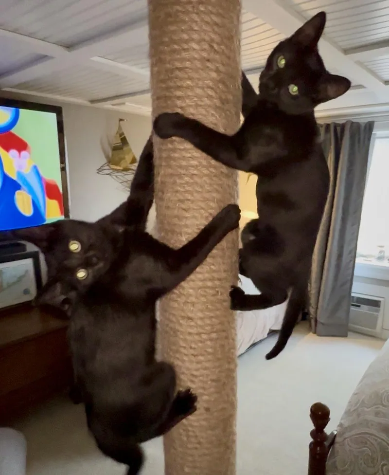 Peeka & Boo thumbnail 2