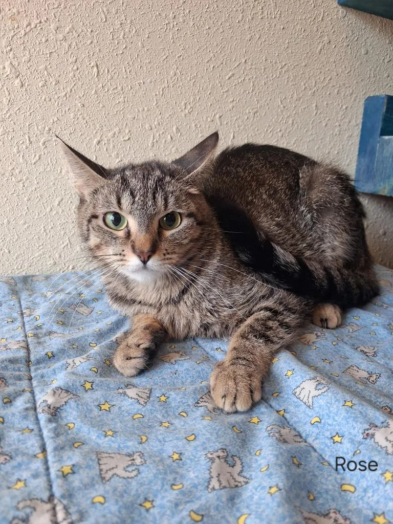 A young medium-sized female Domestic Short Hair cat named Rose for adoption in Hot Springs, SD