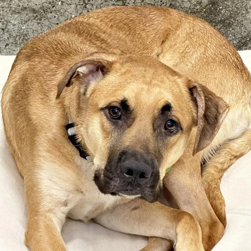 Whiskey Whiskers thumbnail 2