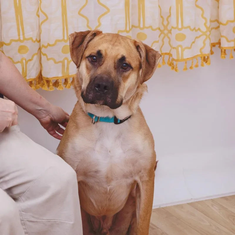 Whiskey Whiskers thumbnail 4