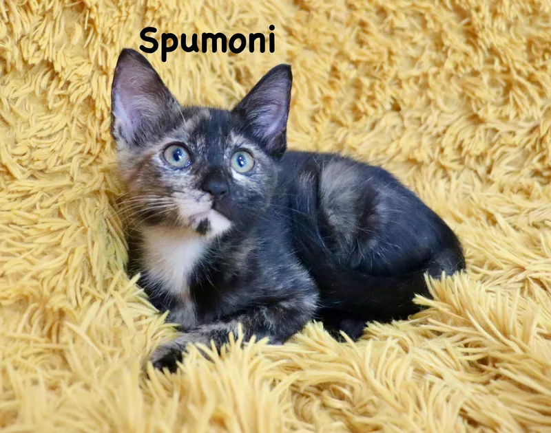 Spumoni thumbnail 2