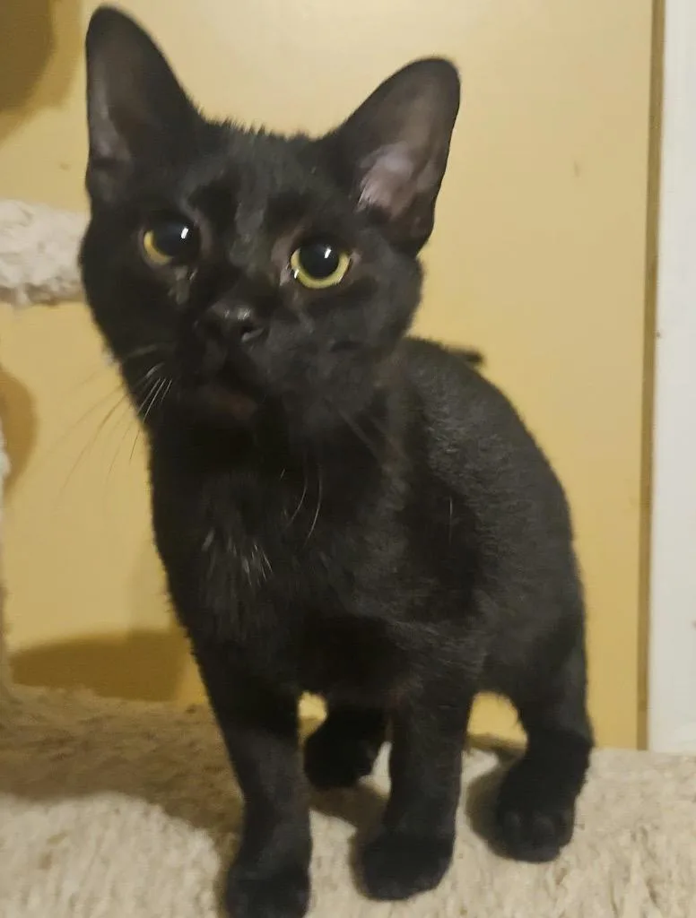 A baby large-sized male Domestic Short Hair cat named Kenai for adoption in warrenville, SC