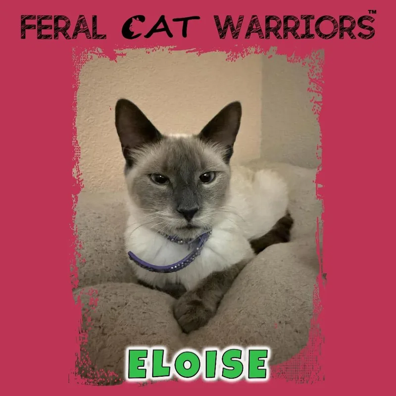 A young small-sized female Gray / Blue / Silver Domestic Short Hair cat named Eloise for adoption in Kingman, AZ