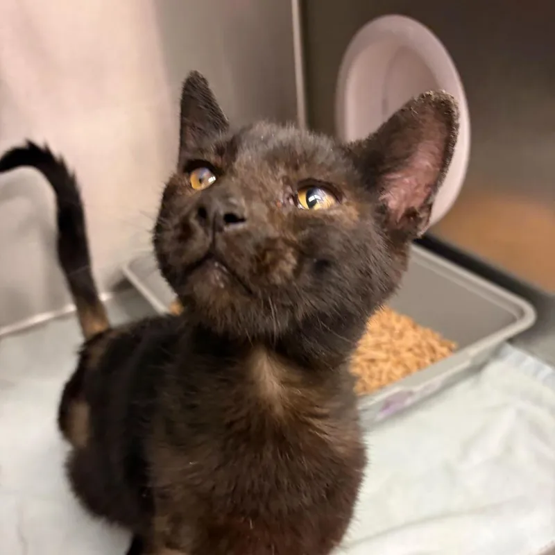 The Itchy & Scratchy