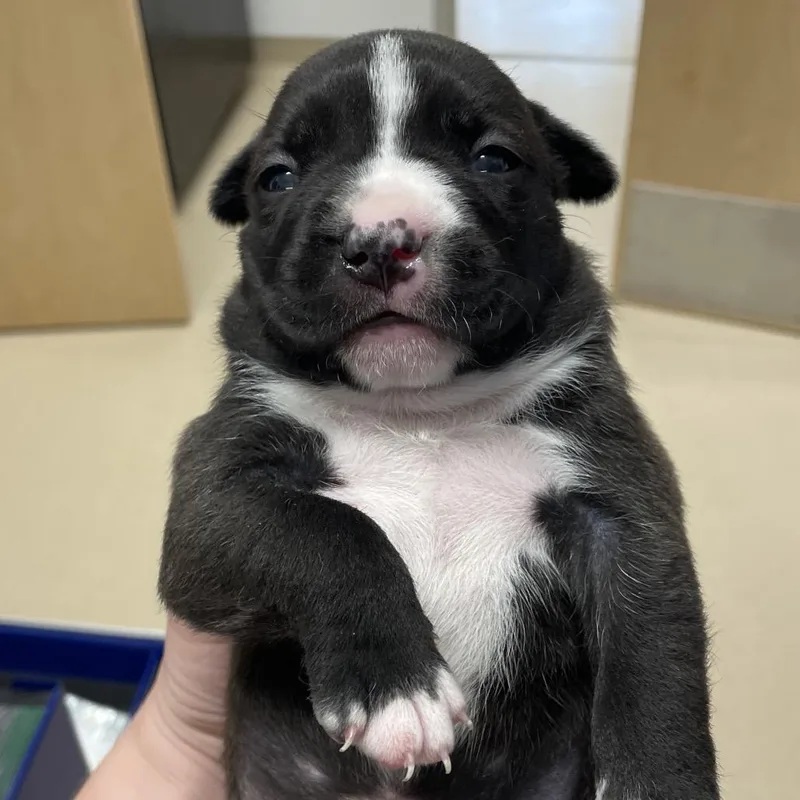 A baby large-sized female Black Pit Bull Terrier dog named Lula for adoption in Austin, TX