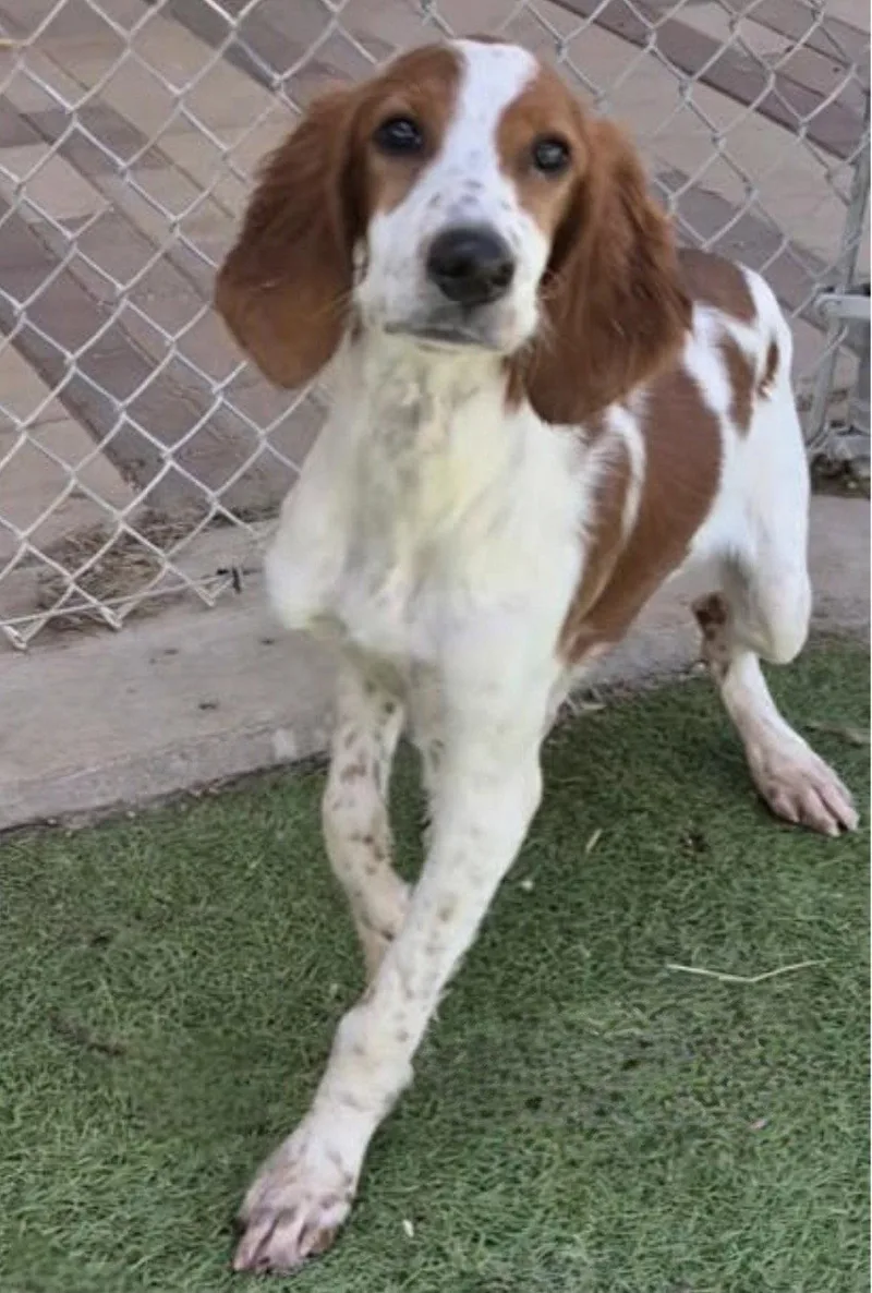 A young large-sized female Irish Setter dog named Shandy for adoption in Denton, TX