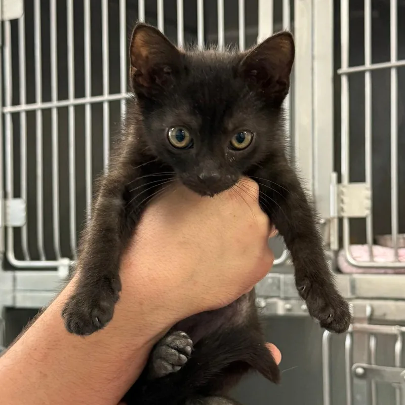 A baby small-sized male Black Domestic Short Hair cat named Incense Burner for adoption in Austin, TX