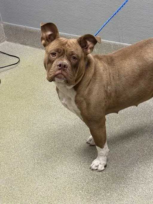 A young medium-sized female English Bulldog dog named Piglet for adoption in Las Vegas, NV