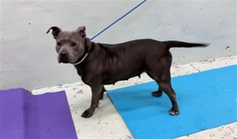 An adult large-sized female American Staffordshire Terrier dog named Elizabeth for adoption in Houston, TX