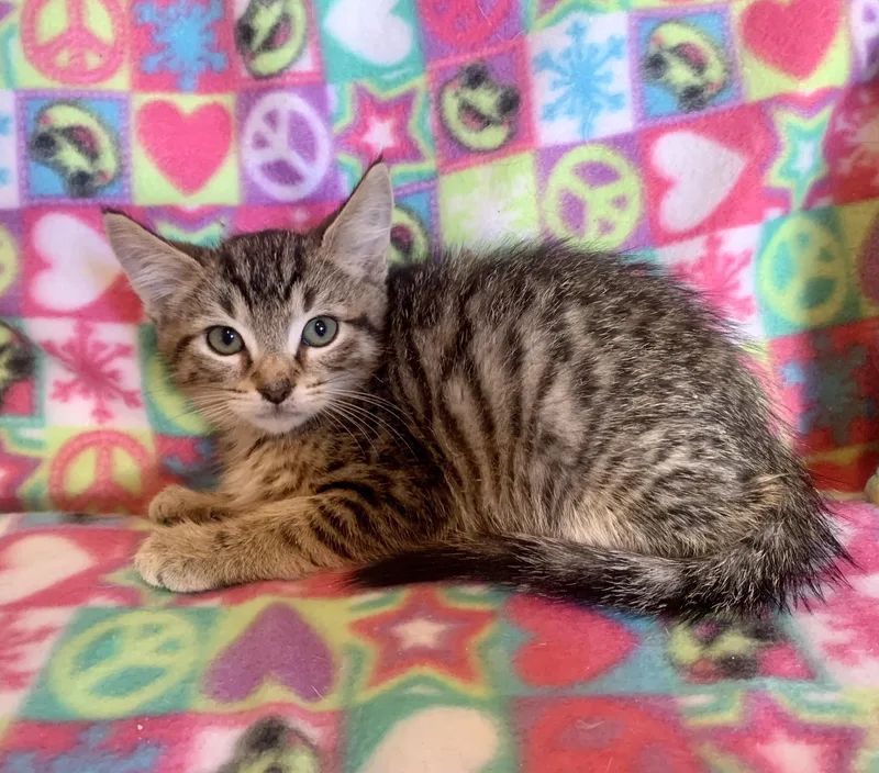 A young medium-sized male Domestic Short Hair cat named Vinnie for adoption in San Jose, CA