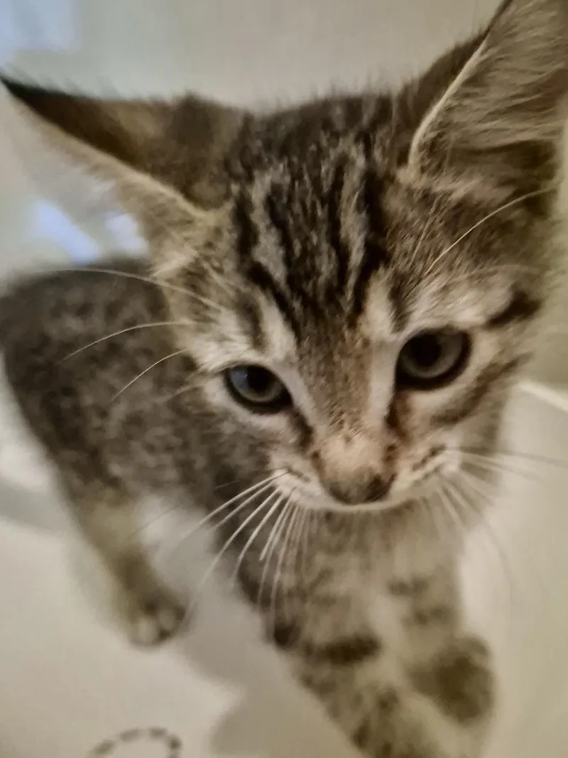 Vinnie thumbnail 2