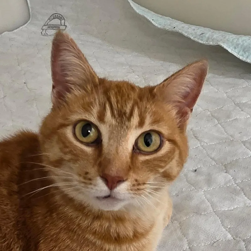 An adult medium-sized female Orange / Red Domestic Short Hair cat named Ginger for adoption in Zanesville, OH