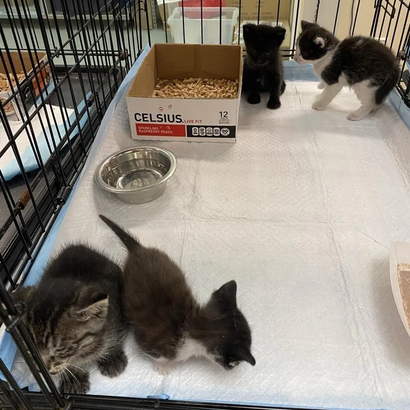 A baby small-sized female Black Domestic Short Hair cat named Kastoria for adoption in Westminster, CA