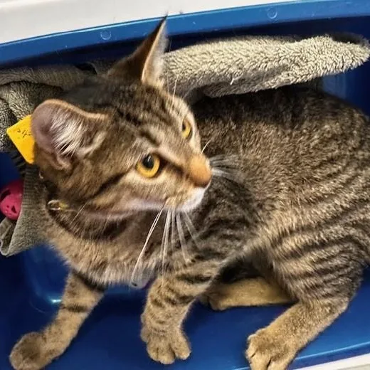 Sweetie  Social thumbnail 2