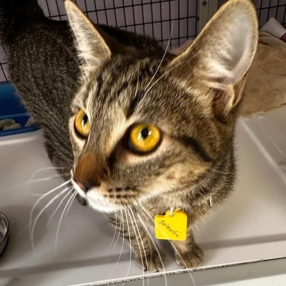 Sweetie  Social thumbnail 3