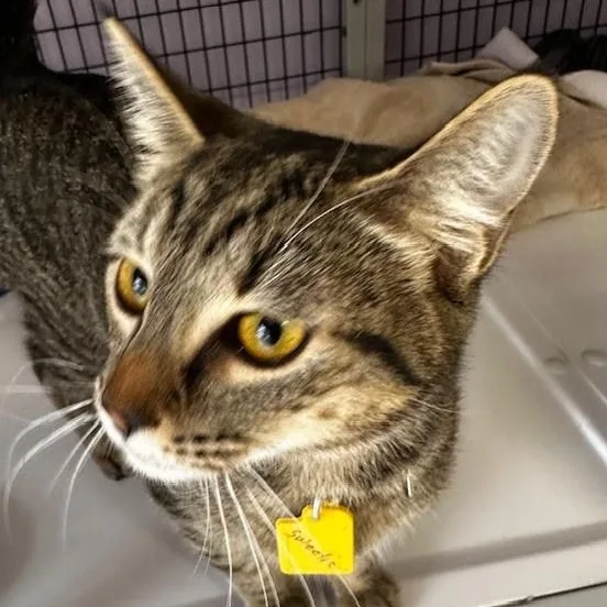 Sweetie  Social thumbnail 4