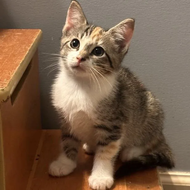 A baby small-sized female Domestic Short Hair cat named Lisa Marie for adoption in Woodstock, GA