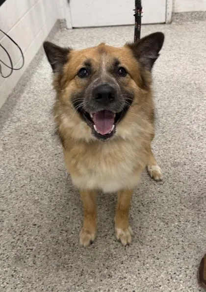 An adult large-sized male Yellow / Tan / Blond / Fawn Shepherd dog named Ruffles for adoption in Kansas City, MO