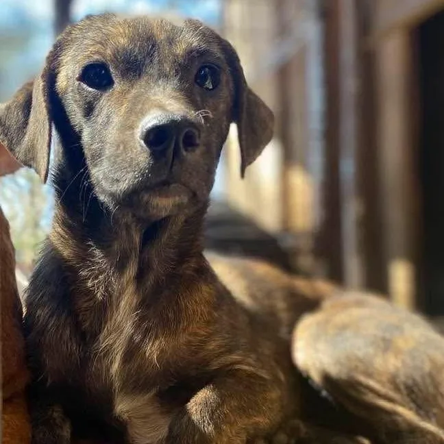 Geraldine Pc thumbnail 2