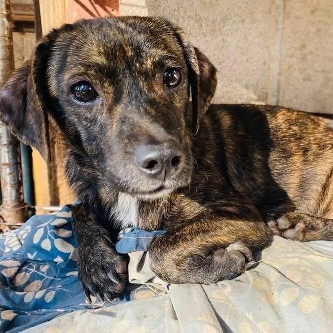 Geraldine Pc thumbnail 4