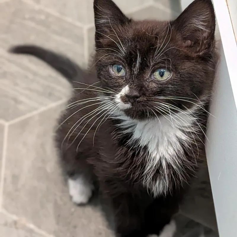 A baby small-sized female Black Domestic Short Hair cat named Poppyseed for adoption in Tacoma, WA