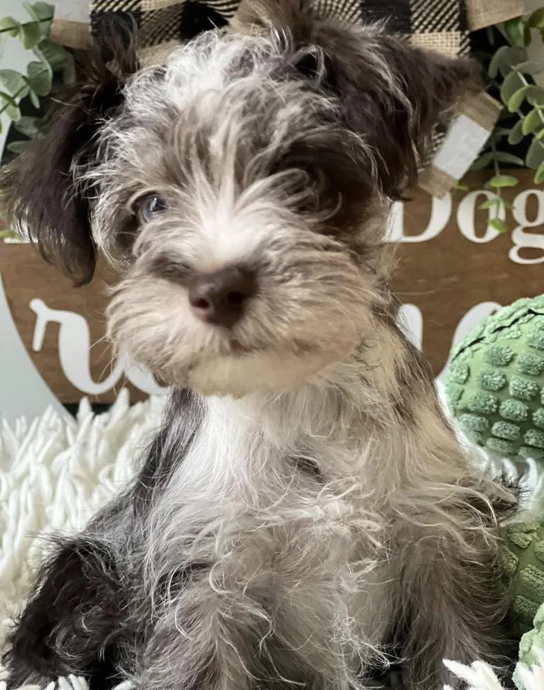 Aiden thumbnail 3