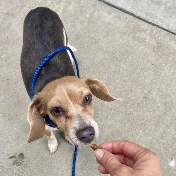 An adult small-sized female Black Beagle dog named Ava Fox for adoption in Chicago, IL